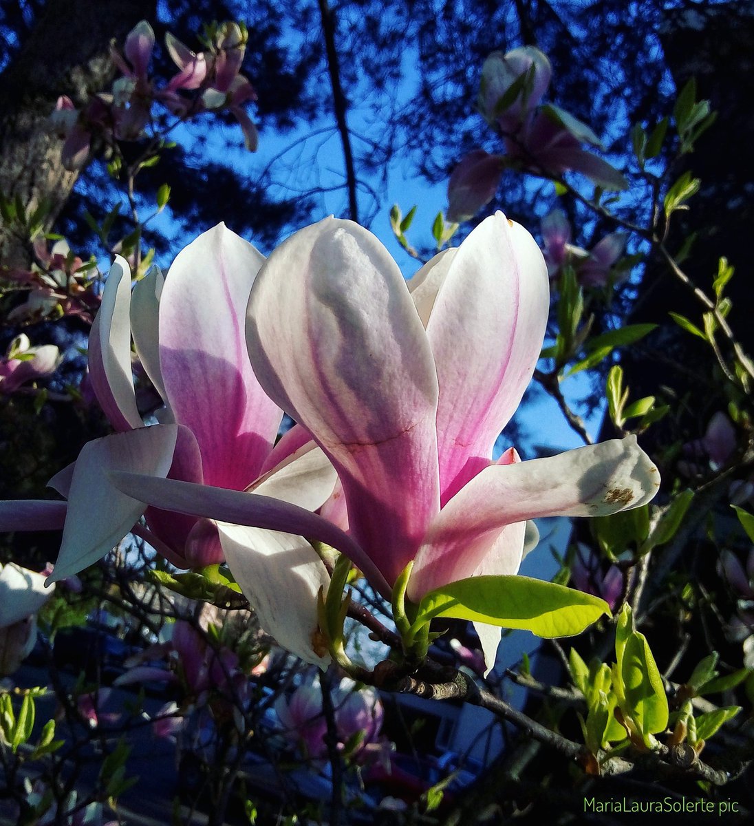M_L_Solerte's tweet photo. #varese #fotofanatics_nature_ #foto #photo #photosmartphone #flowers #natura #nature #pic #picoftheday #fotografandovarese #fotografia #Photography #naturephotography #MariaLauraSolerte #magnolia #magnoliaxsoulangeana #fiore #flower #flowers https://t.co/UF1fuiVlt4