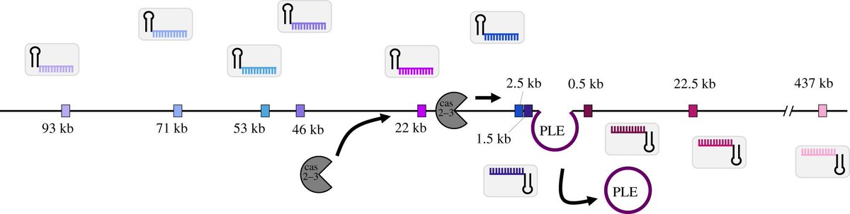 AmeliaMcKitt's tweet photo. Newest paper's out! Phage encoded CRISPR-Cas system indirectly interferes with anti-phage island by targeting bacterial host chromosome, requiring Cas2-3 processivity. Plus new CR+ phage from cholera patient 💩! @kristen_legault @KimDSeed 

https://t.co/4Ez9bJMKce https://t.co/xQDh50ddGW