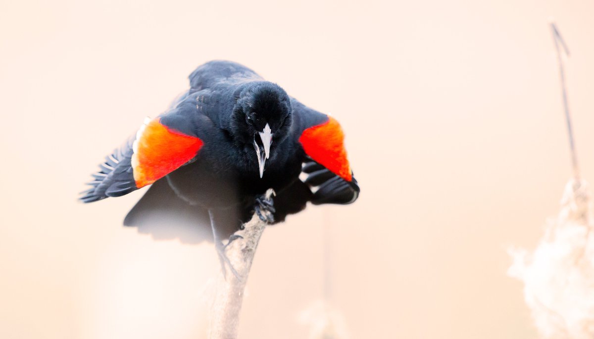 Voices of a Flyway tweet media