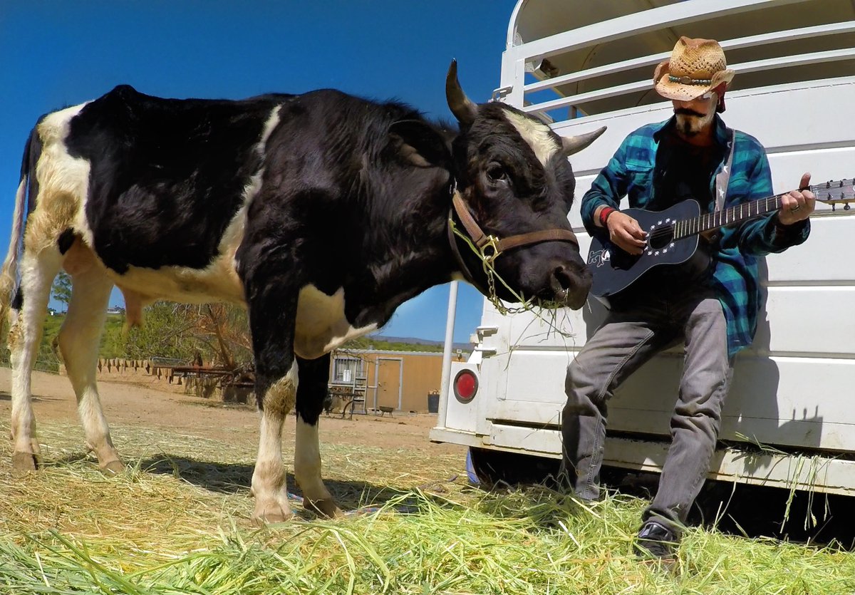 As we watch you grow I will play taller for you. Love you Romeo. #rescuebull #friendsnotfood #musicforanimals #christopherameruoso #rheagardner #milkingcowsbull #vegan