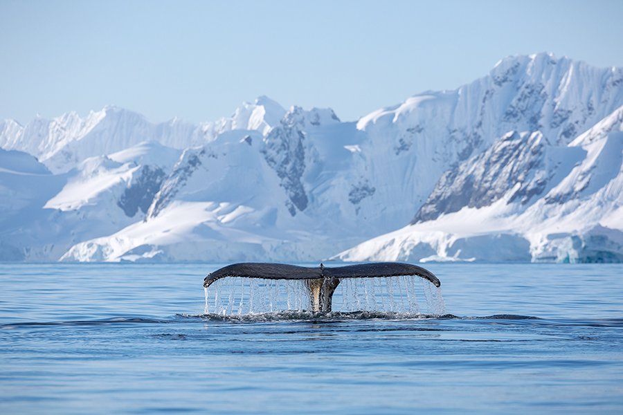 Back from an incredible adventure in Antarctica with @OneOceanExp Words can't describe how special and beautiful it is there. One of my favourite experiences was watching humpbacks in Charlotte Bay one afternoon - amazing 🐋🇦🇶💙