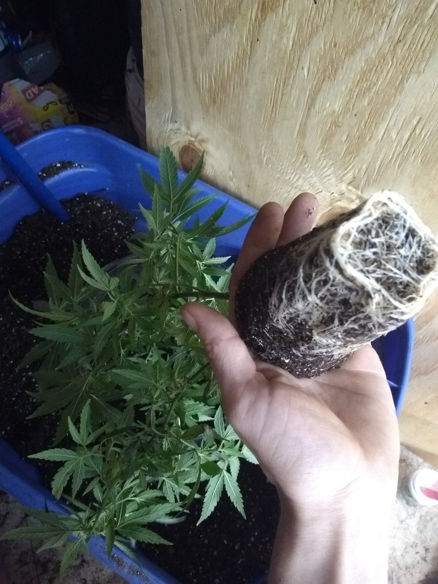 MichGrown's tweet photo. Time for some replanting https://t.co/z8AEEJn7xw