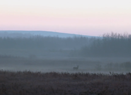 MyHuntFix's tweet photo. Spotted in the distance 

#nature #wildlife #outdoors #hunting #fishing #adventure https://t.co/Td0eZiel5Z