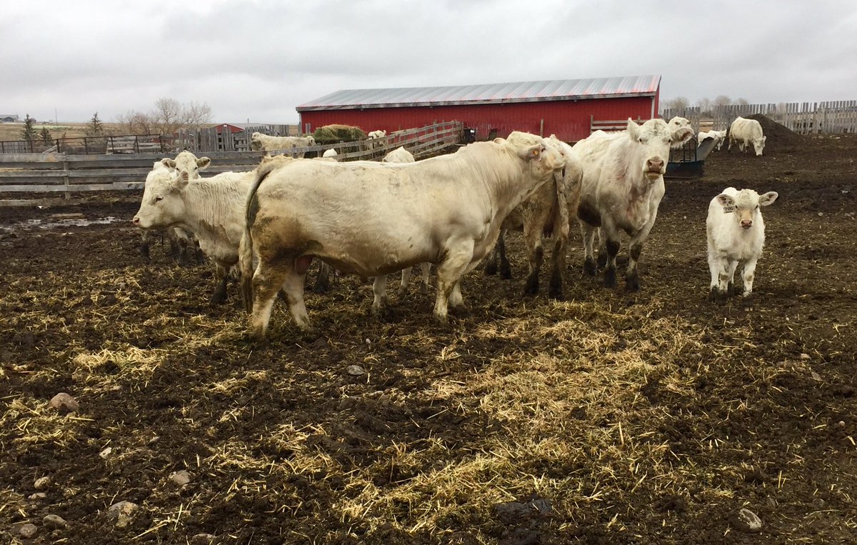 Bulls are going out  JSR Estrada