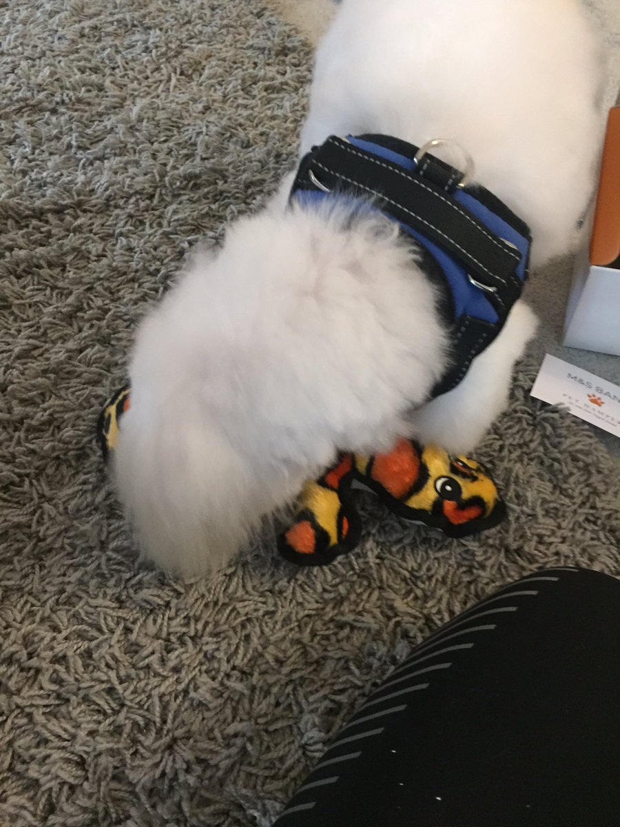 samina_monaghan's tweet photo. Aww Loui got a pet hamper from #MarksandSpencer today! He was so happy ππΆthank youππΌπ« #pethamper #Toys #MarksandSpencer #dogfunday πΆπ« https://t.co/rpWZjLBtQE