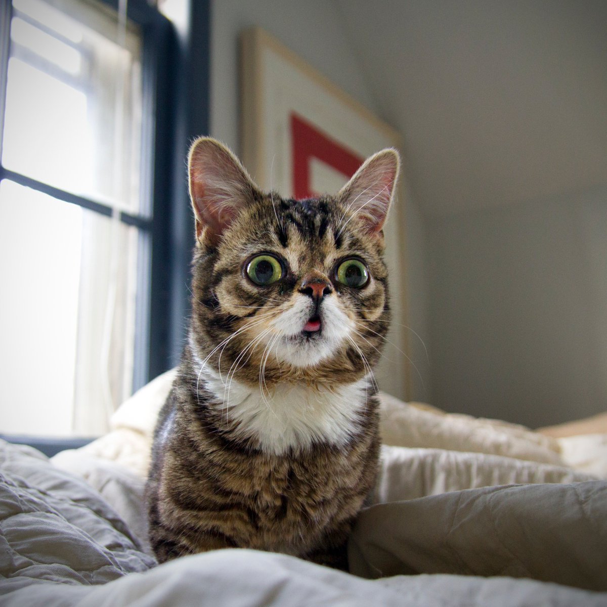 Lil BUB tweet media