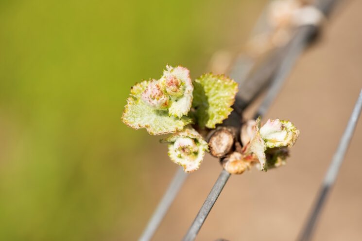 The beauty of #MotherNature in the #vineyard! #Budbreak on our #TowerBlock...who else is excited about a new #vintage?!         #futurewine #pinotnoir #vintage2019 #RussianRiver #SonomaCounty #SonomaChat