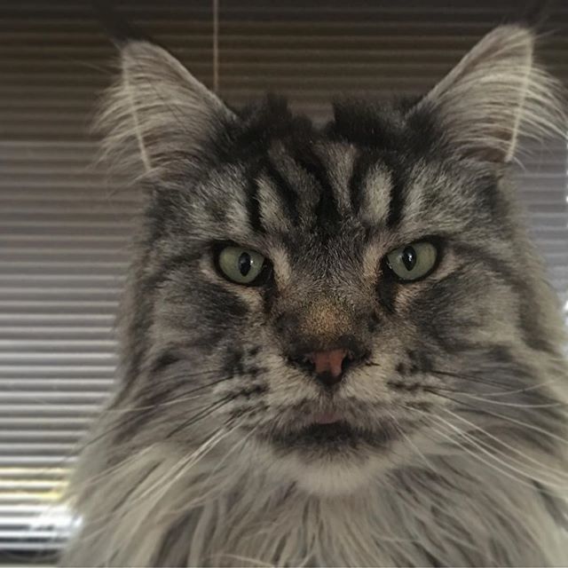Dusss #mainecoon #cats ift.tt/2UZm537