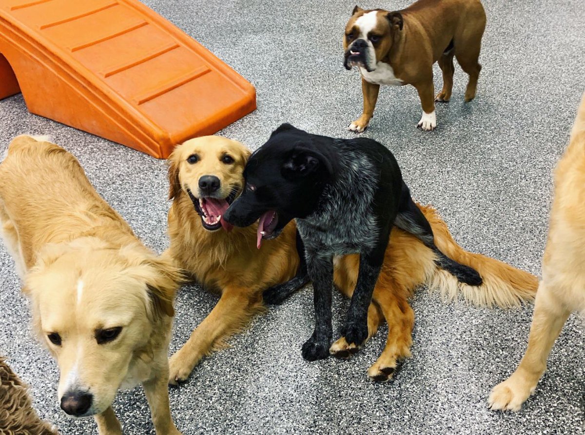 PawCommons's tweet image. Apparently our furry friends make the best chairs 🤣
.⠀⠀
.⠀⠀
. What’s the weirdest thing you’ve seen your dog do?
.⠀⠀
.⠀⠀
.⠀⠀
.⠀⠀
#dog #doggydaycare #sandiego #baypark #hillcrest #encinitas #gilbert #california #cali #arizona #kissmypaws #silly #sillydogs