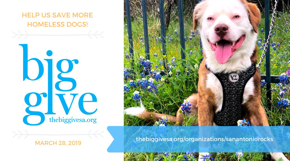 SAROCKSORG's tweet photo. Tomorrow San Antonio celebrates @TheBigGiveSA ! Please help us raise funds for our medical fosters! https://t.co/RyJWSVbihr
#BigGive2019 #satx #SanAntonio #Texas #rescuedogs https://t.co/HHDxaTOopb
