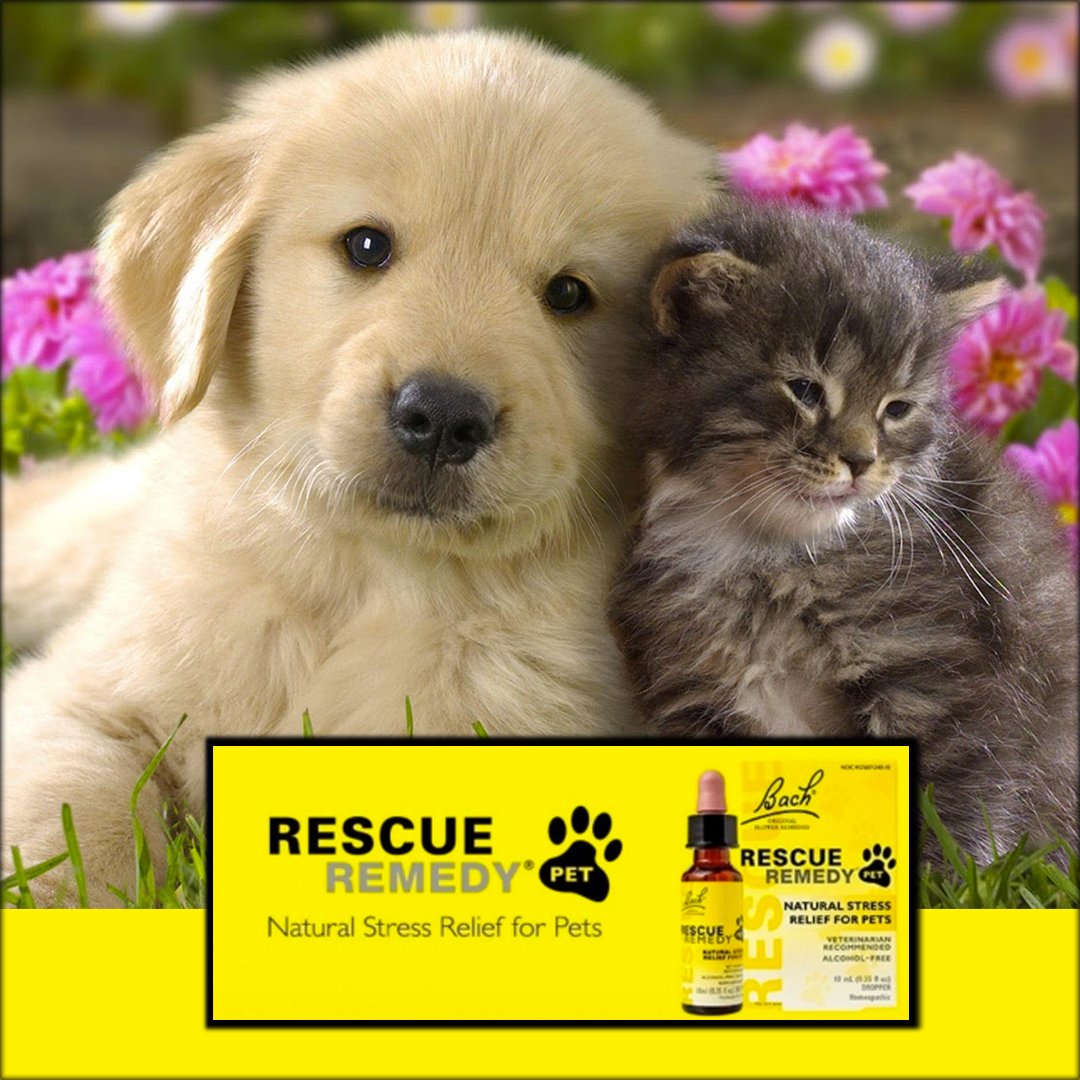FloresdeBachCol's tweet photo. Las flores de Bach pueden ayudar a sus animales de la misma manera que le pueden ayudar a usted o a su familia.
#edwardbach #floresdebach #BachFlowers #BACH #BACHpets #PETS #mascotas https://t.co/i4R7WjF37a