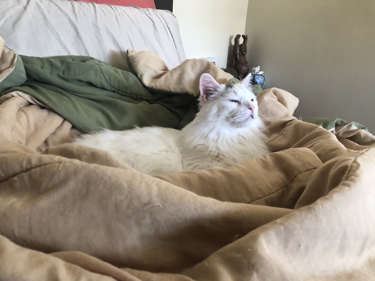 A Cat Named Bitches tweet media