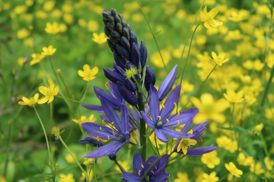 It’s Spring on southeastern Vancouver island & Victoria #yyj. This is a glorious time of year in local native ecosystems as the Spring wildflower bloom starts. #tweetyourcamas