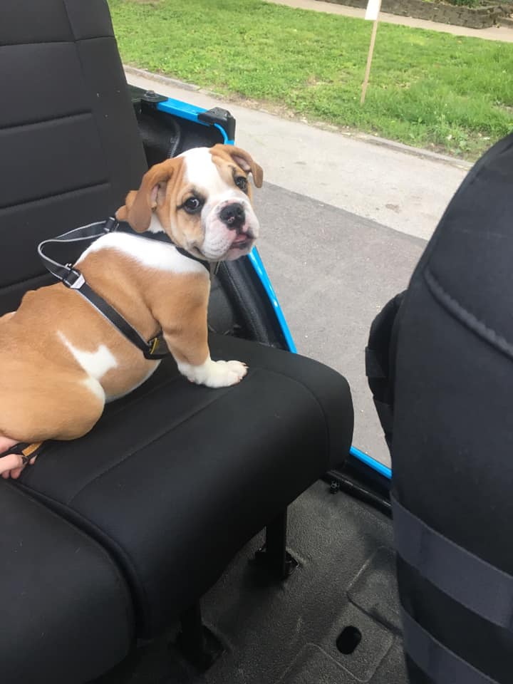 OffRoadDivas's tweet photo. The cutest post of the day! You're welcome. #offroaddogs #ord ๐ถ๐ธ: Misty https://t.co/ER5LtJMi1S