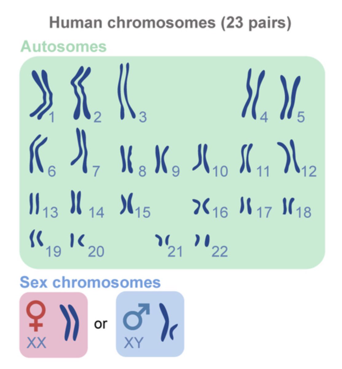 AshlynnK02's tweet photo. The 23 pairs of Human Chromosomes @UNKBiol106 #106Week11PTS19 https://t.co/YmdFBUduxn