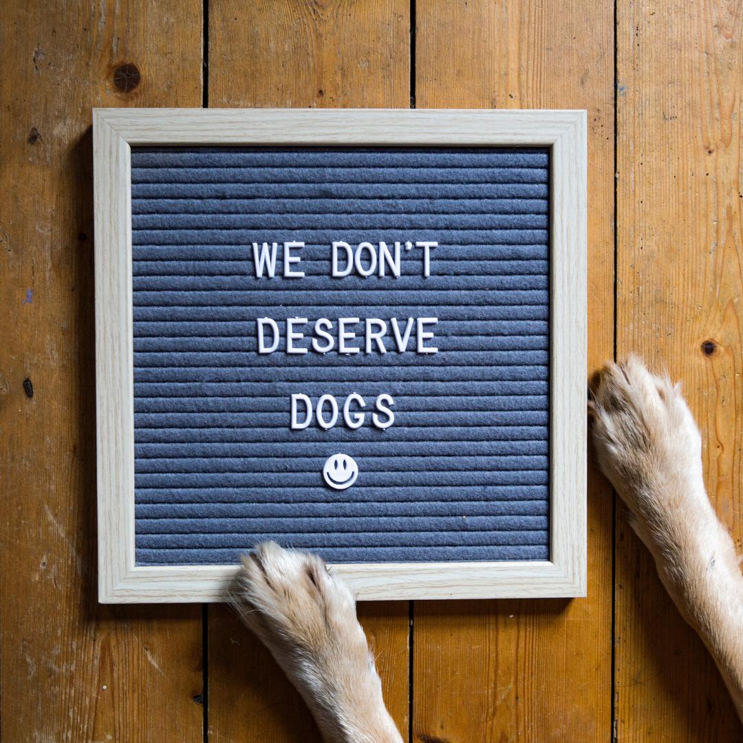 desertark_vet's tweet photo. Happy #Humpday everyone! 🐪

Enjoy some #WednesdayMotivation as we head into the tail end of the week! 🐶 🐱

-
#PetLove #PetHealth #AvondaleVeterinarian #VetLife https://t.co/zwvba12Y6R