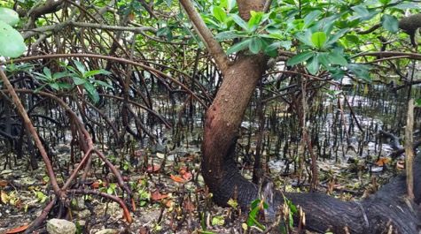 VIMS_News's tweet photo. Study begun as @vims_news class project confirms and ranks #nursery value of #coastal #habitats, findings will help resource managers with difficult #conservation decisions: https://t.co/nspVJRDskd https://t.co/uP0UAddkHj