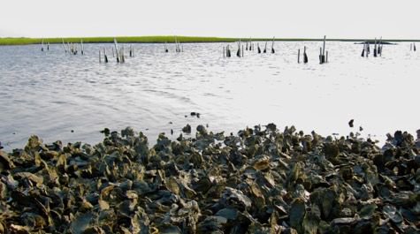 VIMS_News's tweet photo. Study begun as @vims_news class project confirms and ranks #nursery value of #coastal #habitats, findings will help resource managers with difficult #conservation decisions: https://t.co/nspVJRDskd https://t.co/uP0UAddkHj