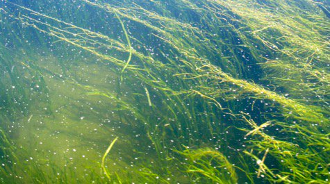VIMS_News's tweet photo. Study begun as @vims_news class project confirms and ranks #nursery value of #coastal #habitats, findings will help resource managers with difficult #conservation decisions: https://t.co/nspVJRDskd https://t.co/uP0UAddkHj