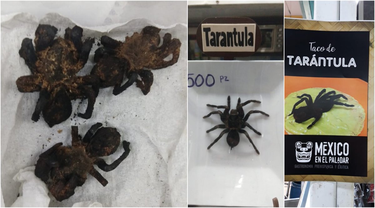 Arachno_Cosas's tweet photo. Hablemos un poco sobre el consumo de tarántulas como alimento exótico en mercados alternativos, una practica que ha venido tomando fuerza y gusto entre la gente de México (desconozco si sucede del igual manera en otros países de AL). 

Va hilo

Foto: @PROFEPA_Mx https://t.co/22PFBILf1h