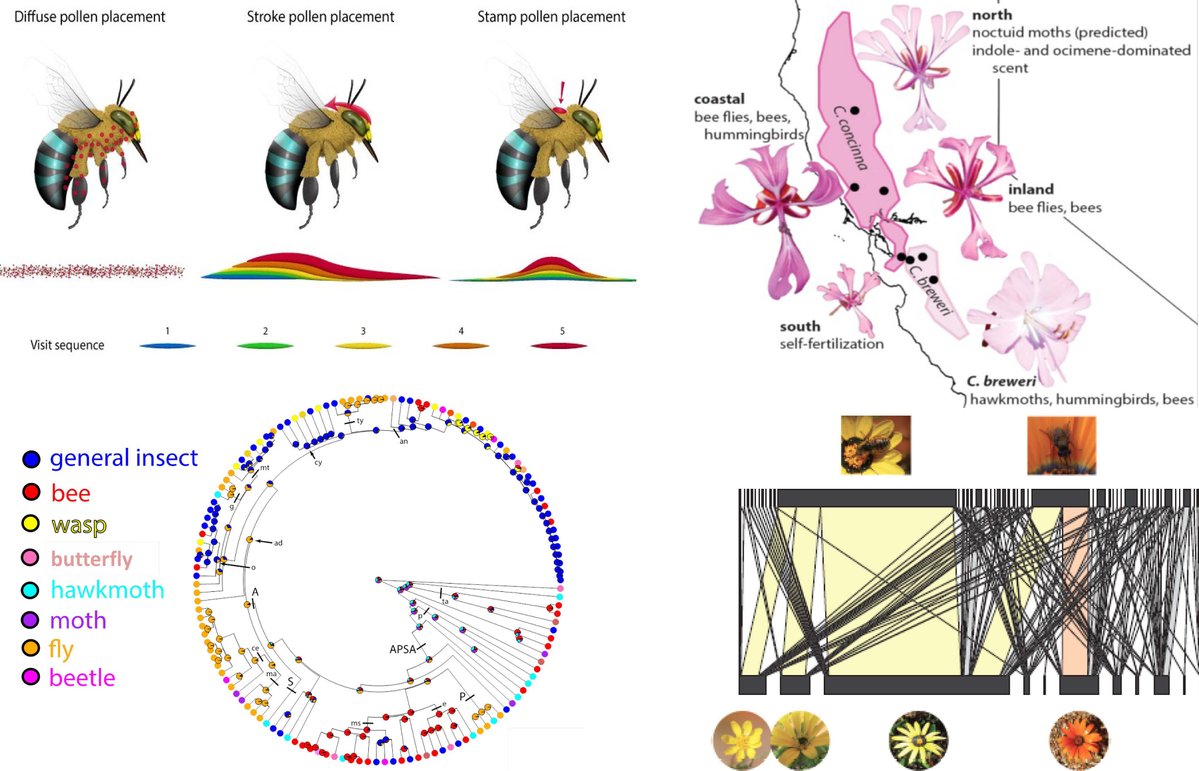 PollinatorCons's tweet photo. ECOLOGY AND EVOLUTION OF PLANT REPRODUCTION.  
New Annals of Botany special issue edited by Jeff Karron and James Thomson.
#pollinator #evolution #pollination  #ecology #bee #plant #annbot 
For a limited time, all 16 papers can be downloaded for free !
https://t.co/bWzbUc8Aff https://t.co/JJBYIreUra