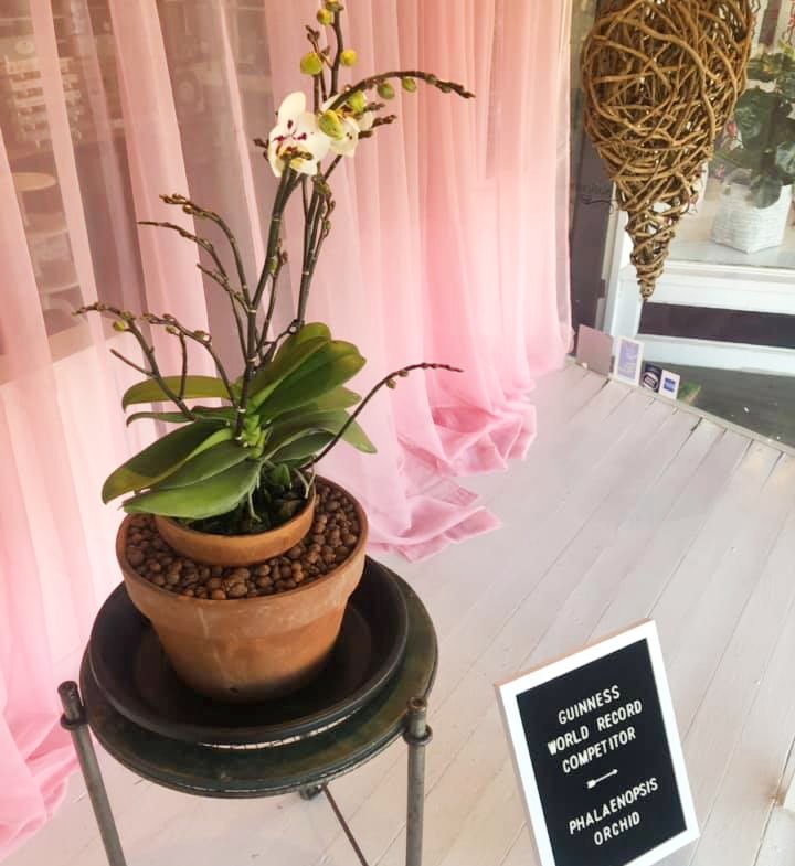 VisitBastropCo's tweet photo. A Flower Connection in #Elgin is hosting a #GuinnessWorldRecord competitor for anyone to view in their window display! This #orchid is grown by Elgin local David Fisher with the goal of having up to 180 blooms at once. #ExploreBastropCounty #VisitElginTX https://t.co/wE4pAOHWk8 https://t.co/gTTyFInQST