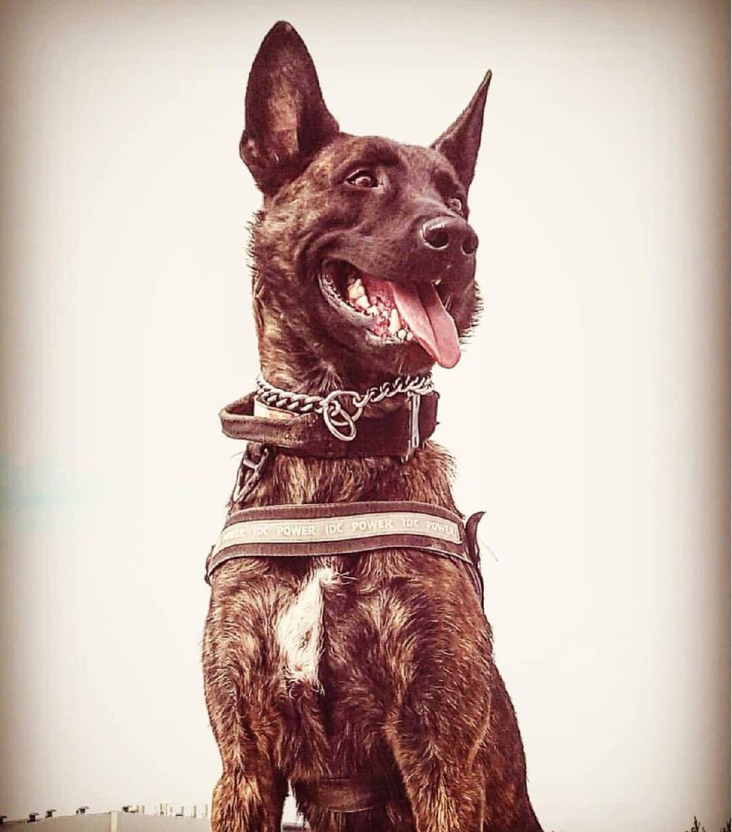 🍰Happy Birthday 🍰
A BIG Happy Birthday Wish goes out to PSD Hawk.
🎉PSD Hawk turns 2 Yrs old Today!🎉
Please feel free to send us your Happy Birthday wishes!
Happy Birthday Big Fella!
#HAPPYBIRTHDAY
#K9leadstheway