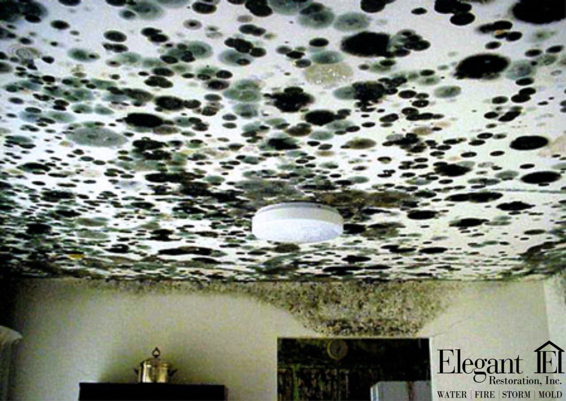Mold is a serious issue throughout homes and buildings! Even if you cant visually see the mold it can live inside your drywall or behind wall paper. If you suspect you have mold, call your local experts at Elegant Restoration to properly take care of the issue! 866-712-4911
