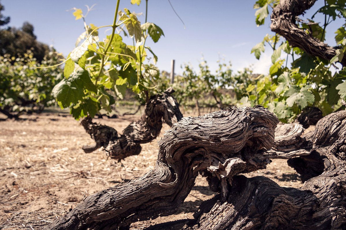 Take a tour of some of the world’s most distinct old vines.
winemag.com/2019/02/25/old…
#wine #vines #oldvines