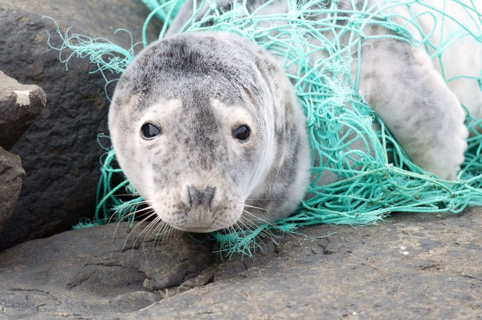 AreadePesca's tweet photo. Internacionales: La industria pesquera incrementa sus esfuerzos para contrarrestar los equipos de pesca perdidos.
Un nuevo informe publicado recientemente
por la ONG World Animal Protection
encontró que las 25 principales compañías
pesqueras del mundo...

https://t.co/MmdEM4ZTFC https://t.co/06ziegtDW2