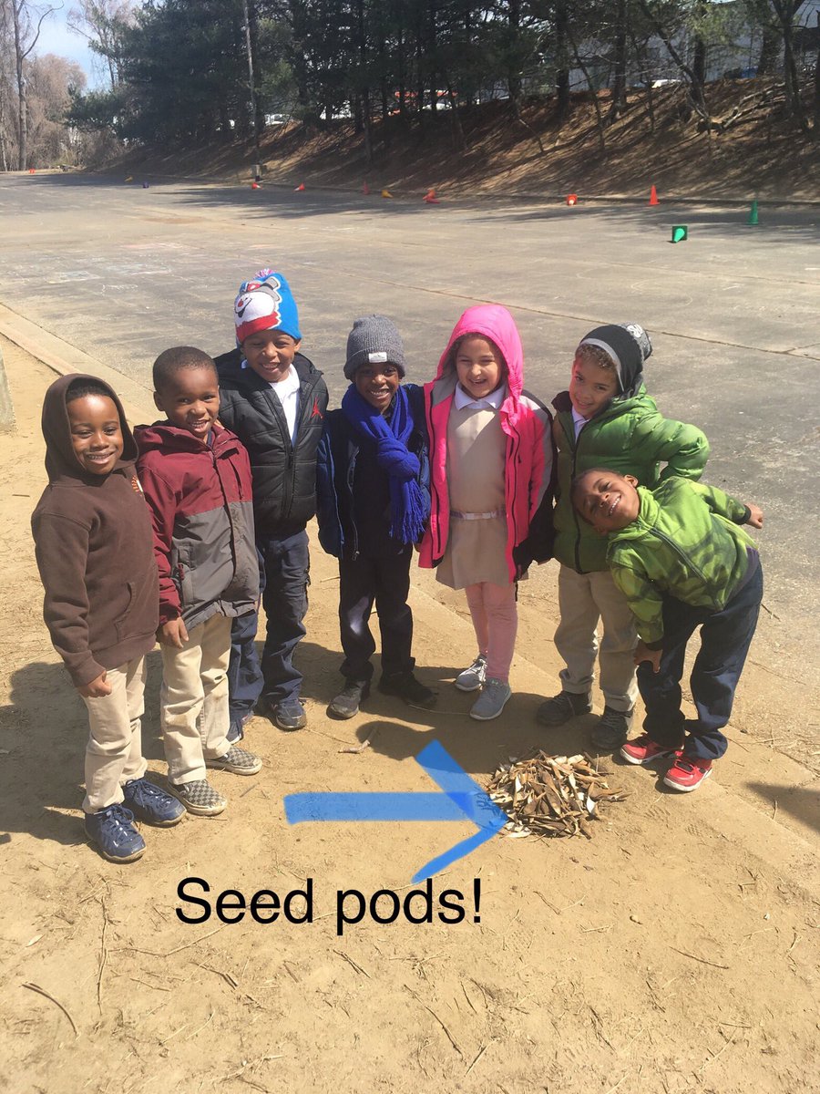KwithMrsDay's tweet image. While I read a story today, one student asked what a “seed pod” was from the book and I explained. At recess they collected ALL the seed pods! @MonarchAnnAACPS @EcesrAacps @AACountySchools #kindergarten #literacy #noworksheetnoproblem #playislearning #proudteacher
