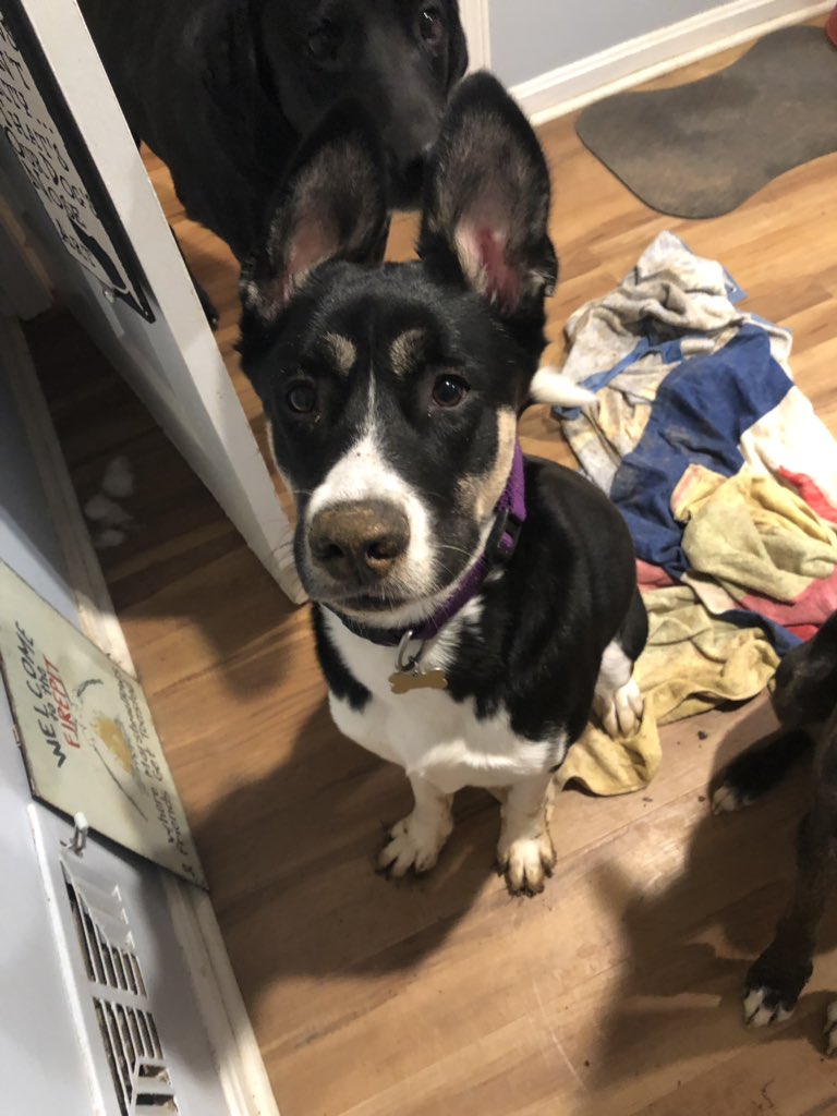 bmast0813's tweet photo. @dog_rates @Dumbo https://t.co/dFHZGpu6Nc