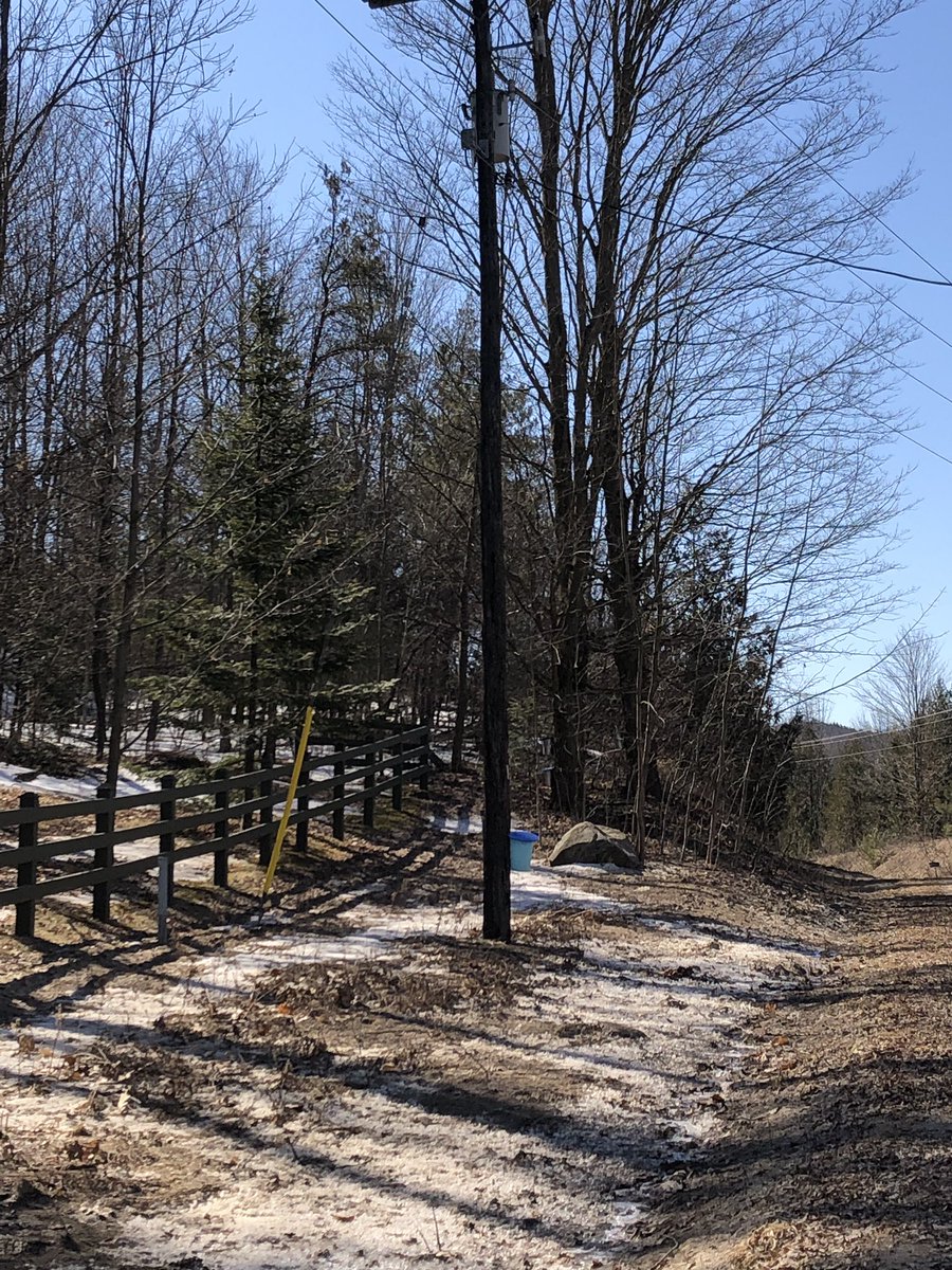 Not sure what this persons expectations are from this tree.... Better anticipate a few service and delivery charges if it manages to produce anything at all. #maplesyrup fail