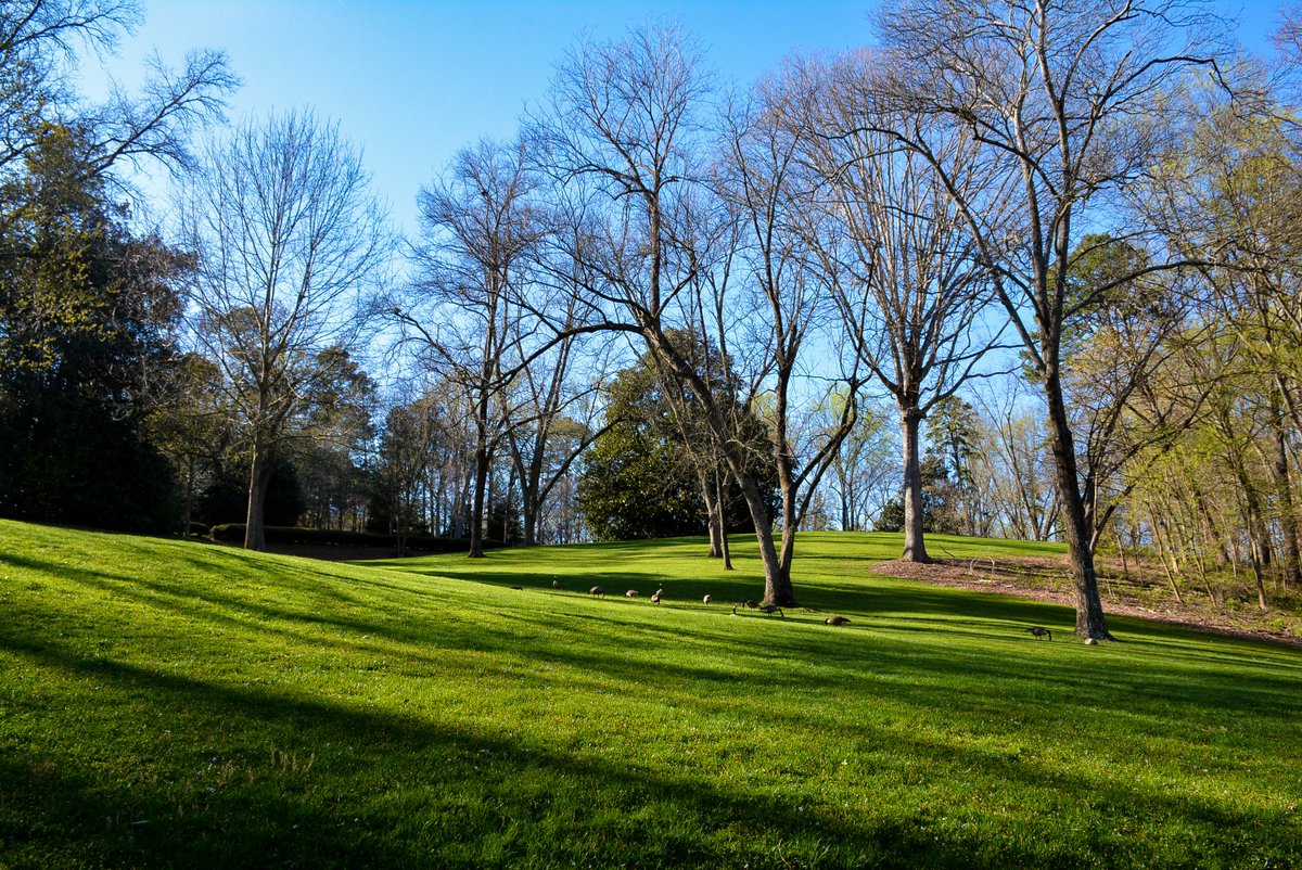EmoryUniversity's tweet photo. Gorgeous spring afternoon at Emory's Lullwater Preserve https://t.co/Am5kIgdXli