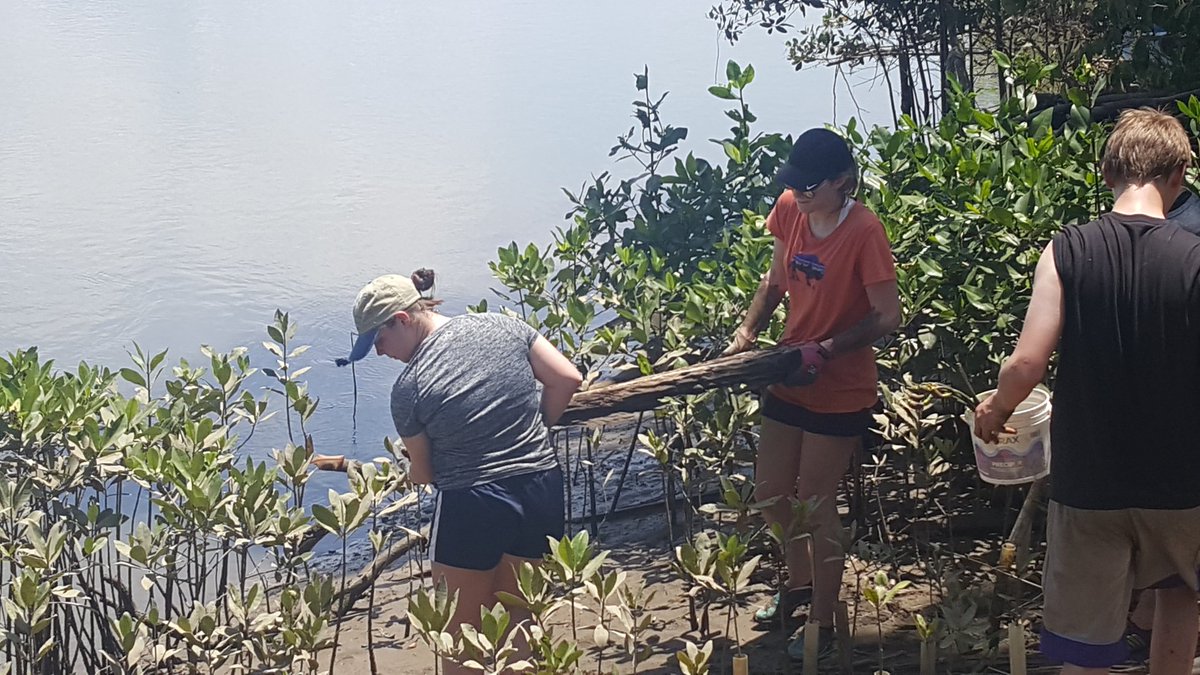 science_nchs's tweet photo. @Napervill203 Students planting Mangroves  as part of a shoreline restoration project in Costa Rica #empower203 #inspire203 #NChsduckbreak https://t.co/Mbft130wUZ
