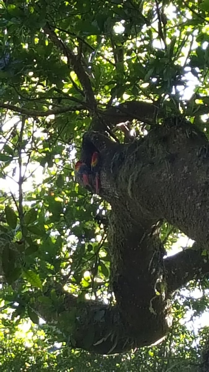science_nchs's tweet photo. @Naperville203 Students hiking Carara National Park. Saw Macaws, Toucans,&amp; Lizards. Experiencing the biodiversity of Costa Rica! #nchsduckbreak #empower203 #eftours https://t.co/3E0J5KzjU0