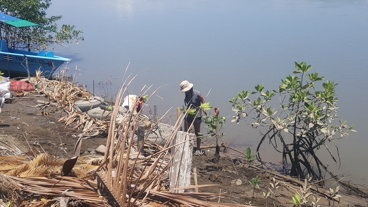 science_nchs's tweet photo. @Napervill203 Students planting Mangroves  as part of a shoreline restoration project in Costa Rica #empower203 #inspire203 #NChsduckbreak https://t.co/Mbft130wUZ