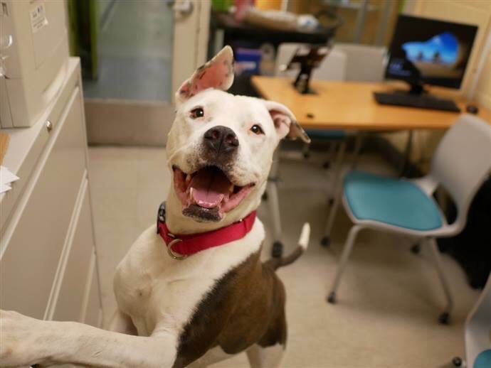 KeithOlbermann's tweet photo. SAVE. THESE. EARS. Chloe’s human got too sick to take care of her so now, a week later, tomorrow, she dies? NYC-area Foster/adopter is best. Or your pledge to attract a Rescue via @chortletown - or just spread the word here: PLEASE RT https://t.co/GLTMQRh1oT https://t.co/Y0S2PhzWMV