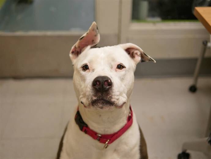 KeithOlbermann's tweet photo. SAVE. THESE. EARS. Chloe’s human got too sick to take care of her so now, a week later, tomorrow, she dies? NYC-area Foster/adopter is best. Or your pledge to attract a Rescue via @chortletown - or just spread the word here: PLEASE RT https://t.co/GLTMQRh1oT https://t.co/Y0S2PhzWMV