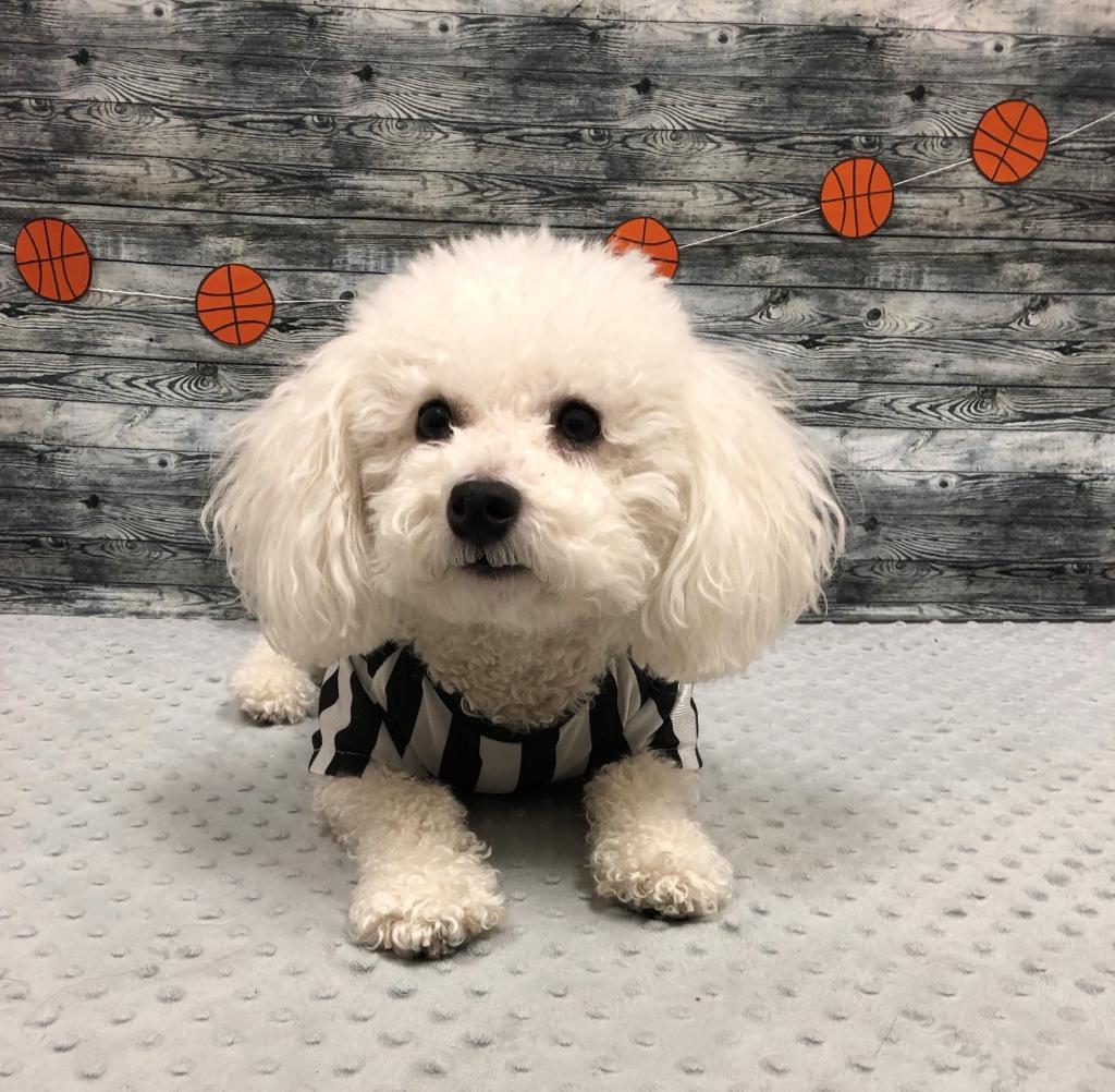 PetSmart's tweet photo. PetSmart's Doggie Day Camp's Let's Play Ball playdate is tomorrow from 9am-5pm π Call to reserve your purchased day of play at select locations & don't forget to tweet us your photos using #petsmartplaydates and tagging @PetSmart (π·: IG petshotel548) https://t.co/C6heweHqw2