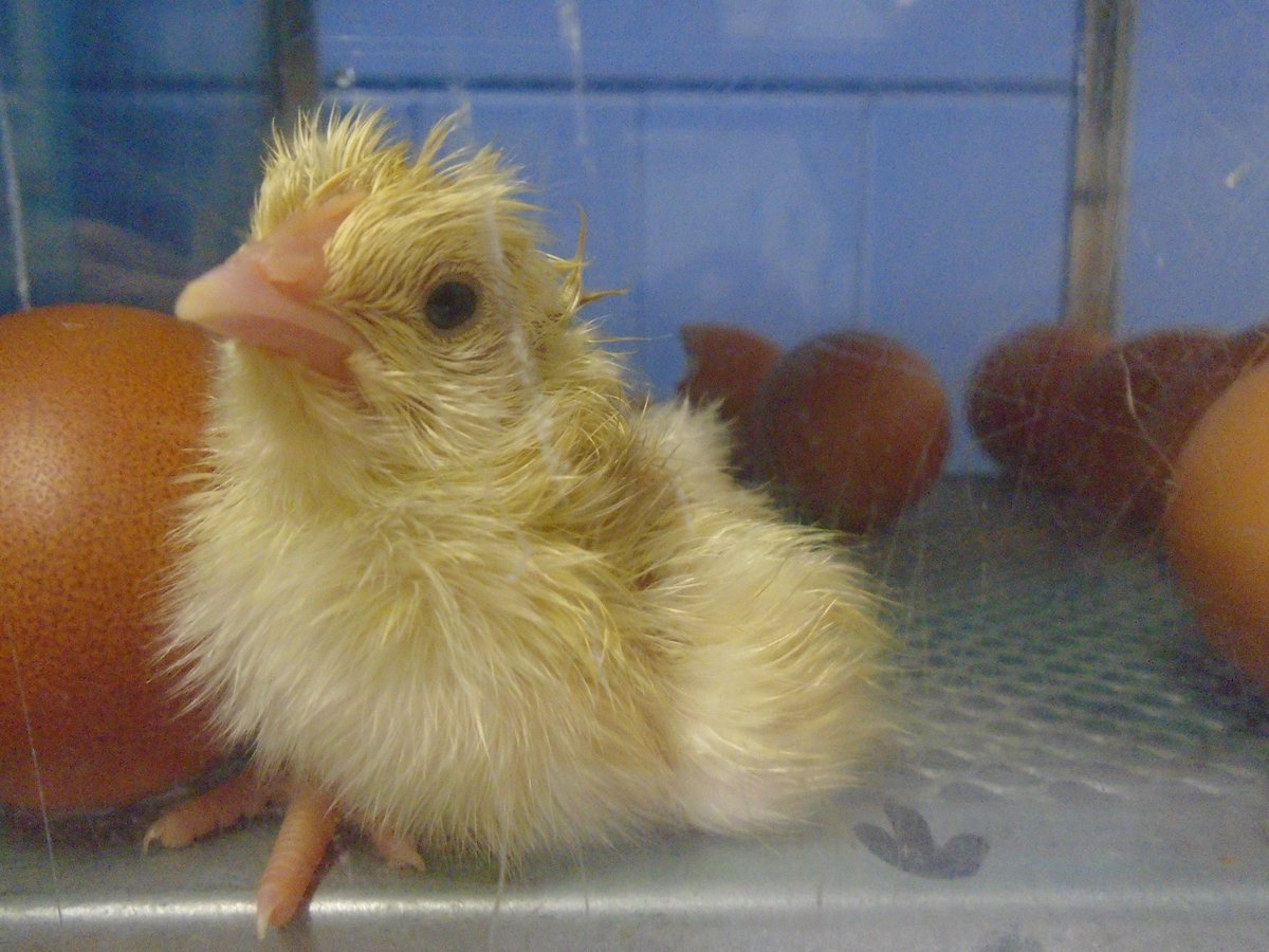 StMatthewsSch's tweet photo. Our first chick has hatched - egg number 8. Welcome to the world Eggy! Now we are all waiting to see which is the next to hatch. There are little cracks in numbers 1, 3 and one other, but Eggy has rolled it, so we can't see the number! https://t.co/OL8Z0zesYU