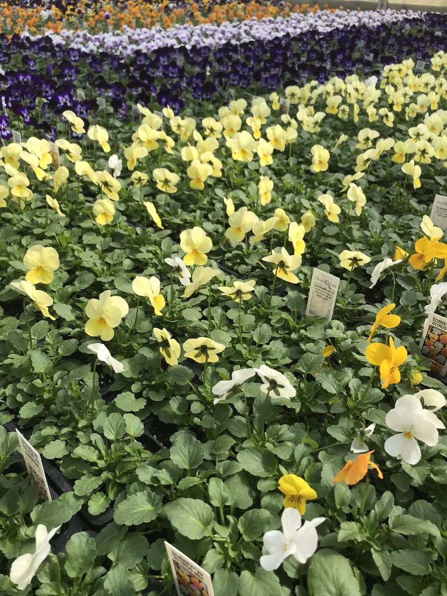 Violas are blooming! #springmustbehere