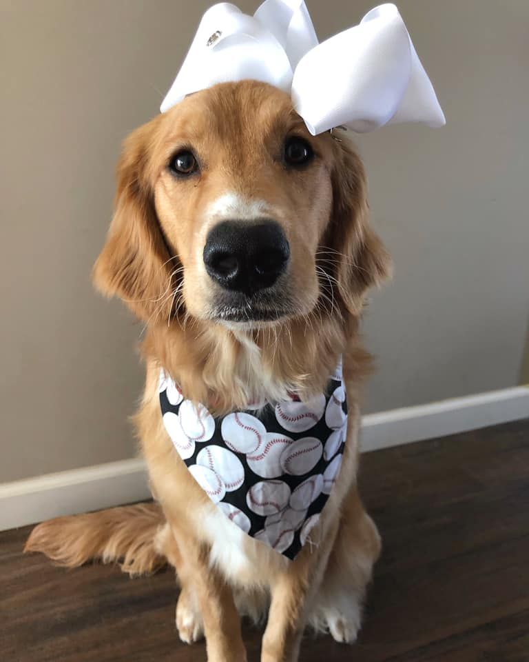 StuartPetSupply's tweet photo. Who else is ready for some BASEBALL??? ⚾️
@laylathegoldiegirl
#Laylathegoldiegirl #PetFeature #FeaturedPets #Baseball #MLB #Spring #Baseballseason https://t.co/hRpHcIz4Zn