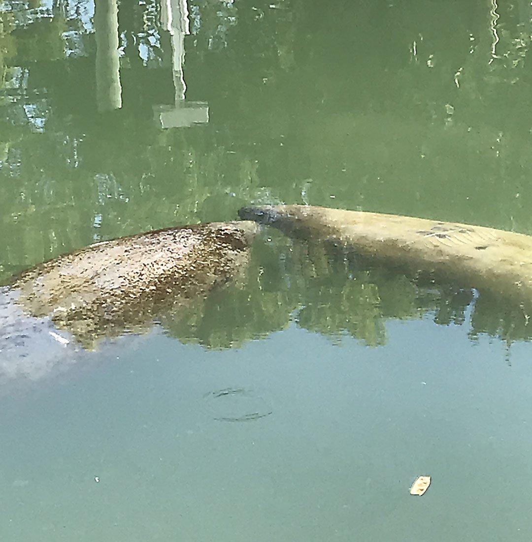 leapcreative's tweet photo. It's #ManateeAppreciationDay and we are taking a break to watch these beautiful creatures nuzzle, play, and make meaningful #connections #becreative #leapcreativeservices https://t.co/8b7favNVFr