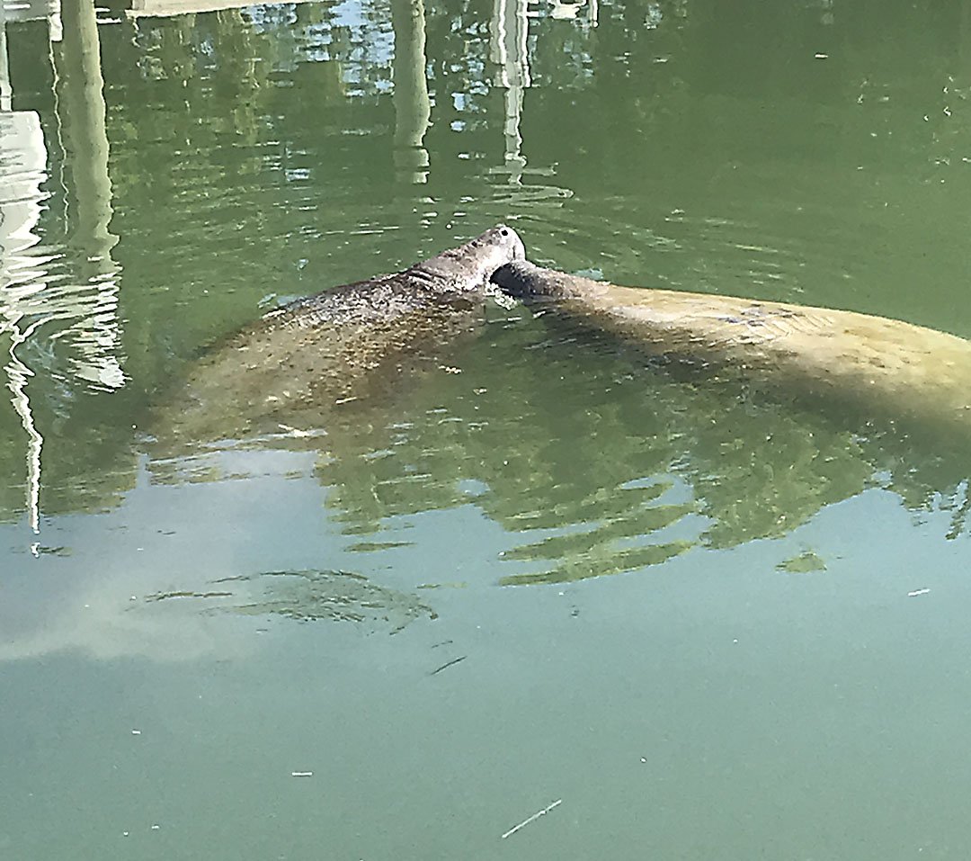 leapcreative's tweet photo. It's #ManateeAppreciationDay and we are taking a break to watch these beautiful creatures nuzzle, play, and make meaningful #connections #becreative #leapcreativeservices https://t.co/8b7favNVFr