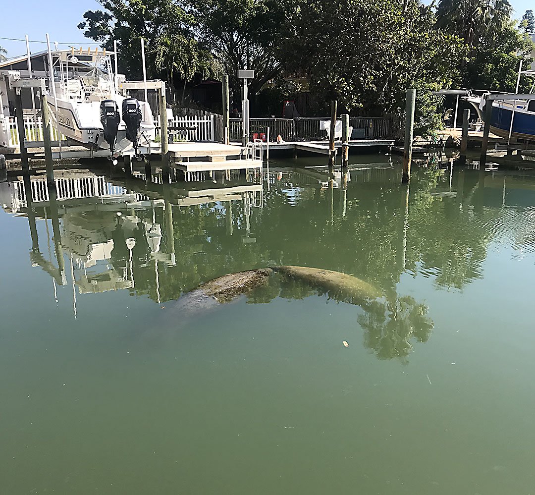 leapcreative's tweet photo. It's #ManateeAppreciationDay and we are taking a break to watch these beautiful creatures nuzzle, play, and make meaningful #connections #becreative #leapcreativeservices https://t.co/8b7favNVFr