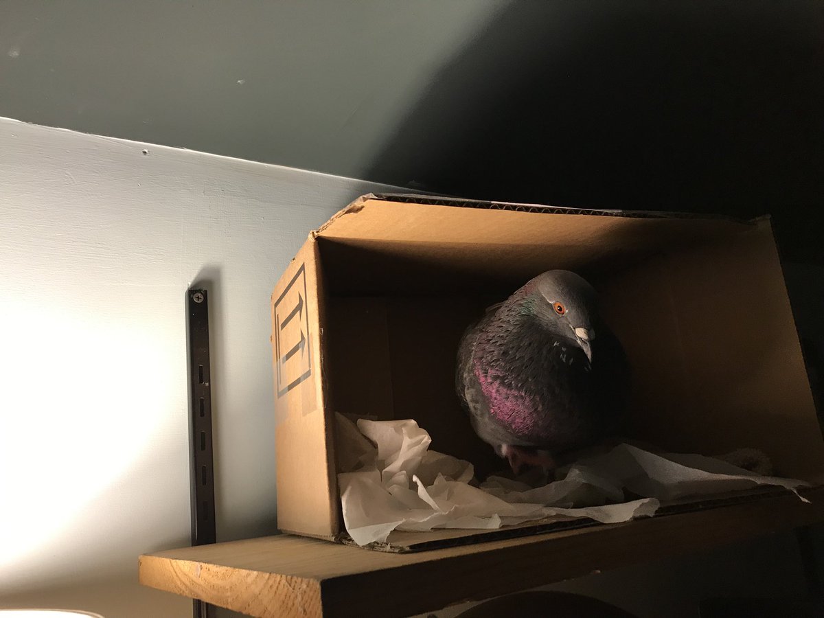 PigeonDiplomacy's tweet photo. Is people-pigeon Pip the #wingman you’ve been missing? Cuz this super tame, confident #sidekick needs a person... in the #SFBayArea https://t.co/MQlAbcMFj2
