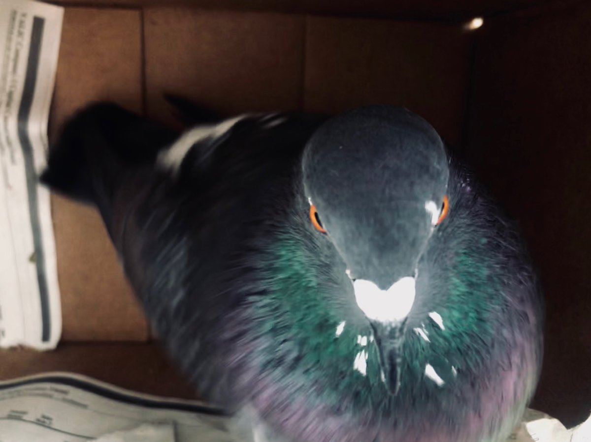 PigeonDiplomacy's tweet photo. Is people-pigeon Pip the #wingman you’ve been missing? Cuz this super tame, confident #sidekick needs a person... in the #SFBayArea https://t.co/MQlAbcMFj2