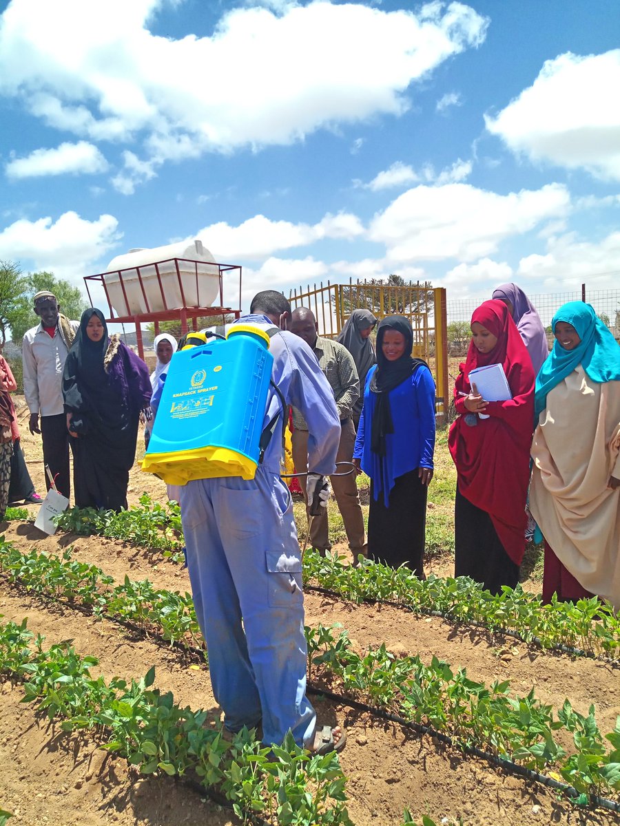 okkoech's tweet photo. Training on GAP, IPM, IWM, Safe use of pesticides and insecticides to enhance food production and improve on food safety in Somaliland...informed farming to provide quality and safe food...@WVSomalia @uonbi @istvs  @tembeken @AyiekoKevin https://t.co/l0BWXG0m8I