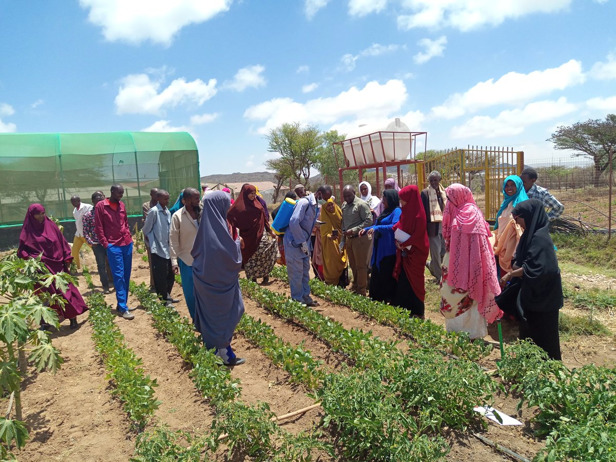 okkoech's tweet photo. Training on GAP, IPM, IWM, Safe use of pesticides and insecticides to enhance food production and improve on food safety in Somaliland...informed farming to provide quality and safe food...@WVSomalia @uonbi @istvs  @tembeken @AyiekoKevin https://t.co/l0BWXG0m8I